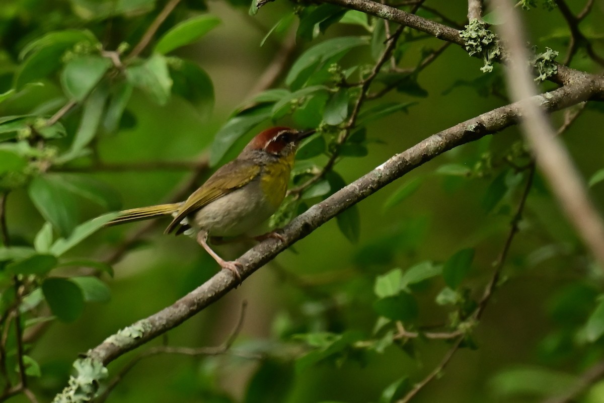 Rufous-capped Warbler - ML640287890