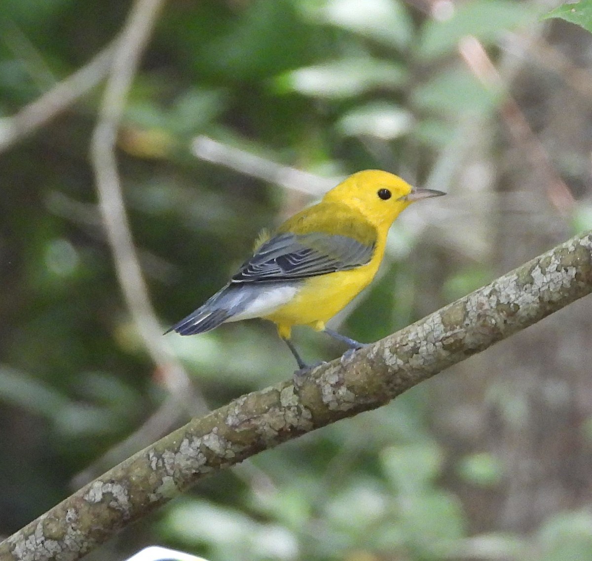plommeparula - ML640287899