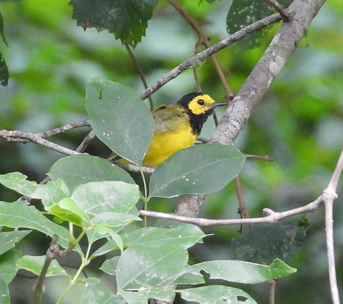 hetteparula - ML640287915