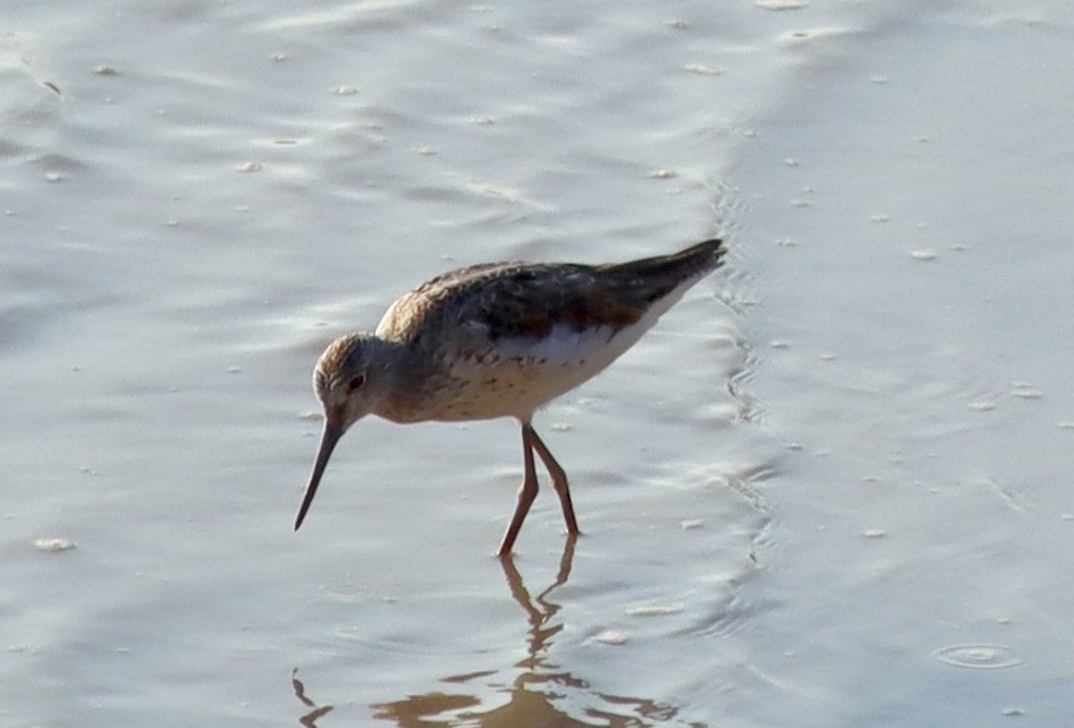 Common Greenshank - ML640287924
