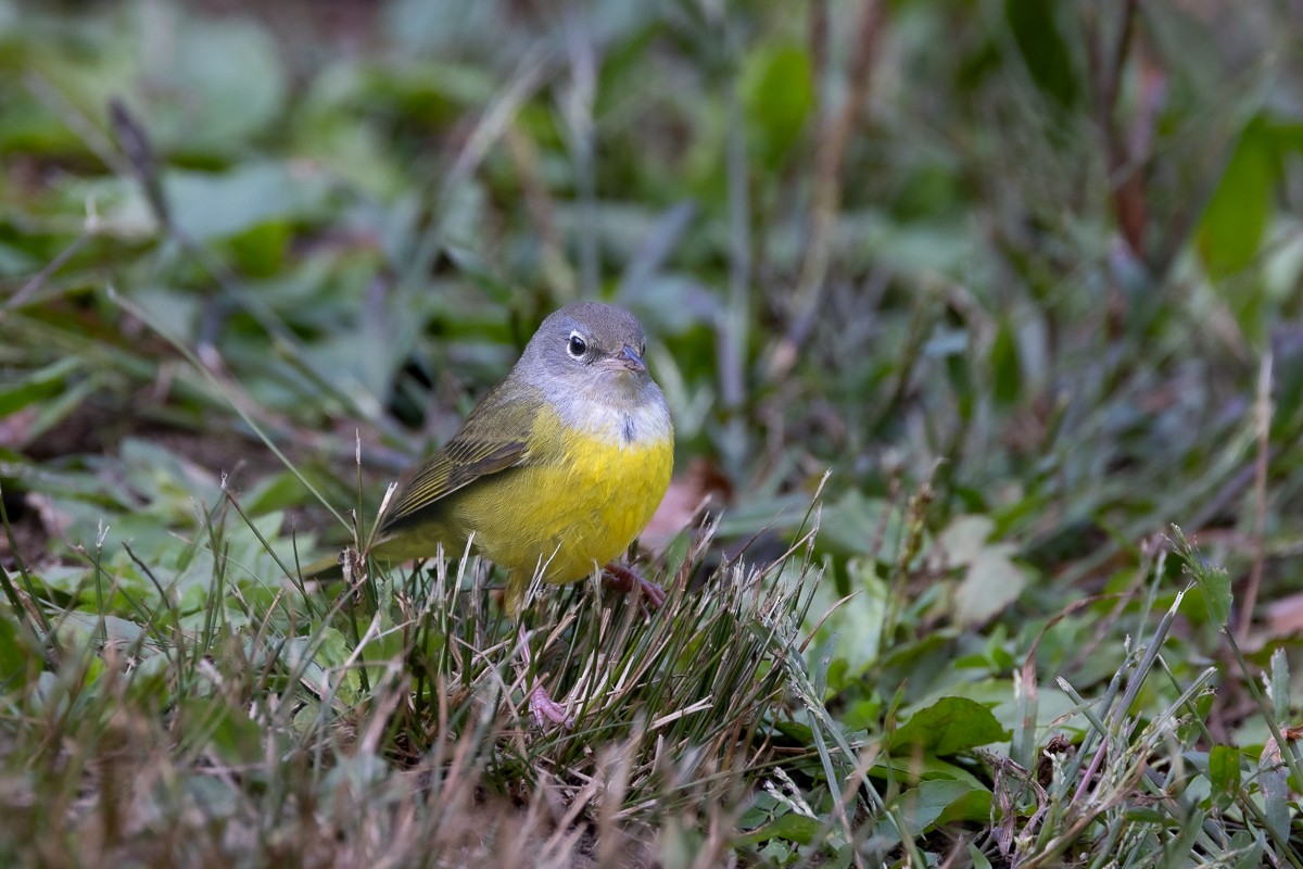 Mourning Warbler - ML640287943