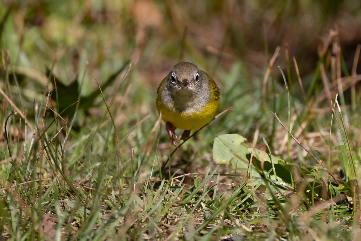 Mourning Warbler - ML640287944