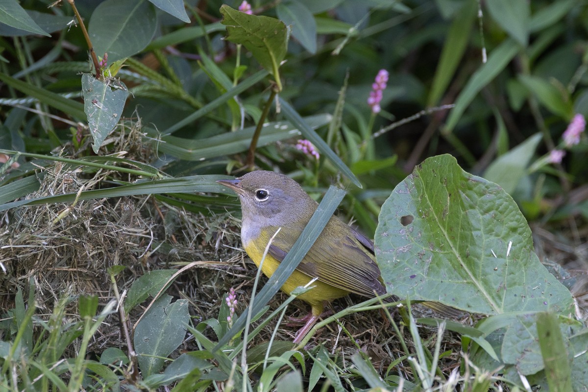 Mourning Warbler - ML640287945