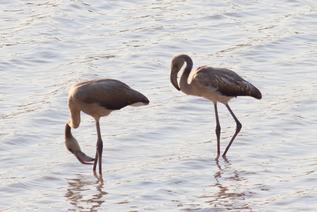 Greater Flamingo - ML640287959