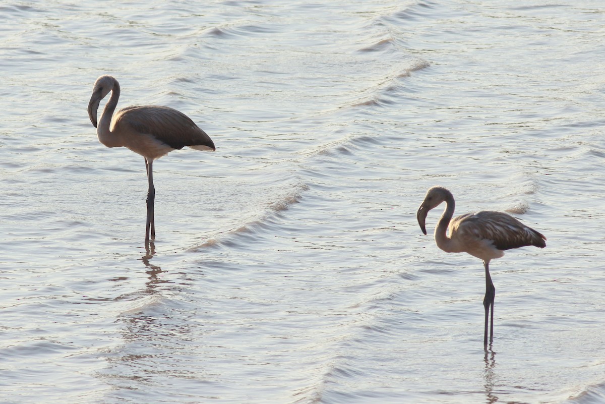 Greater Flamingo - ML640287960