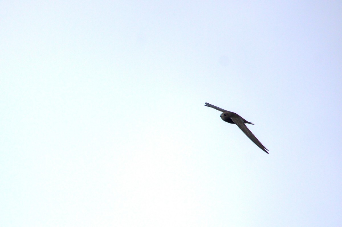 Common Swift - ML640287961