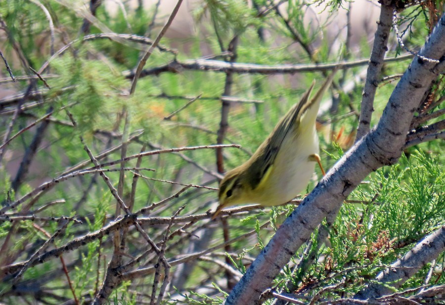 Luì verde - ML640288002