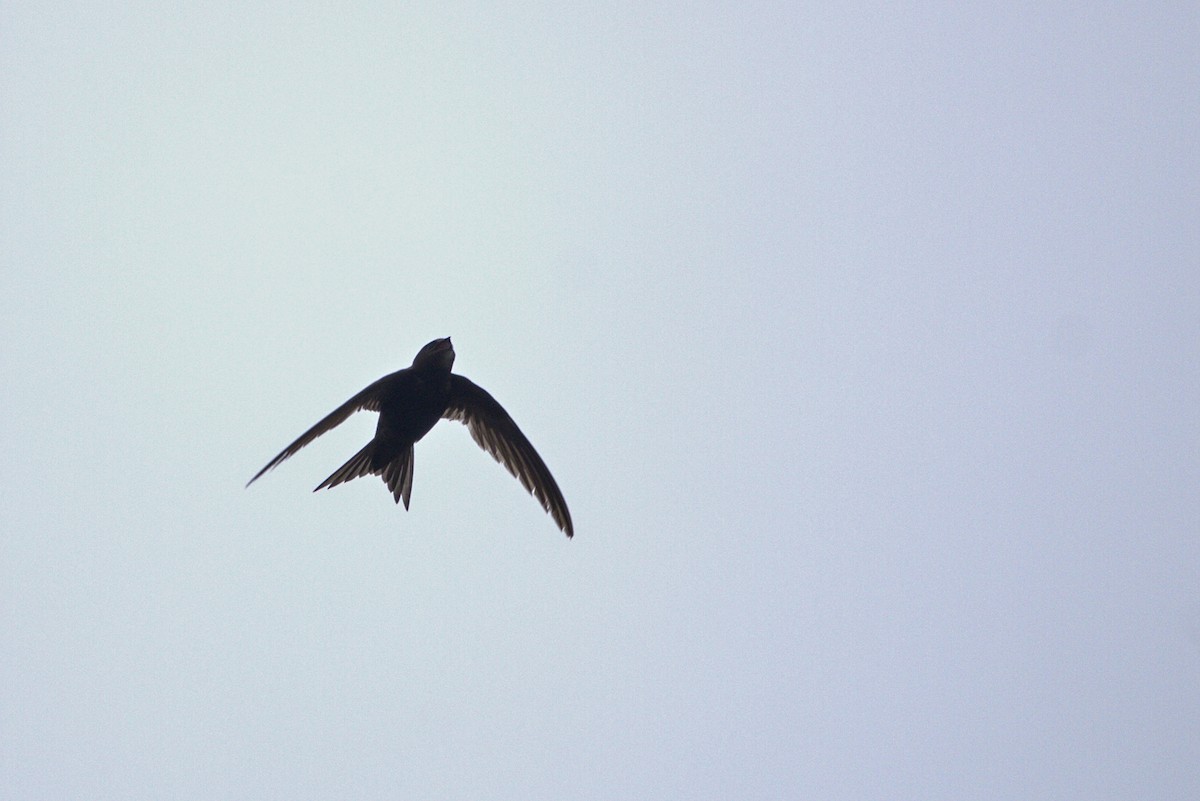 Common Swift - ML640288009