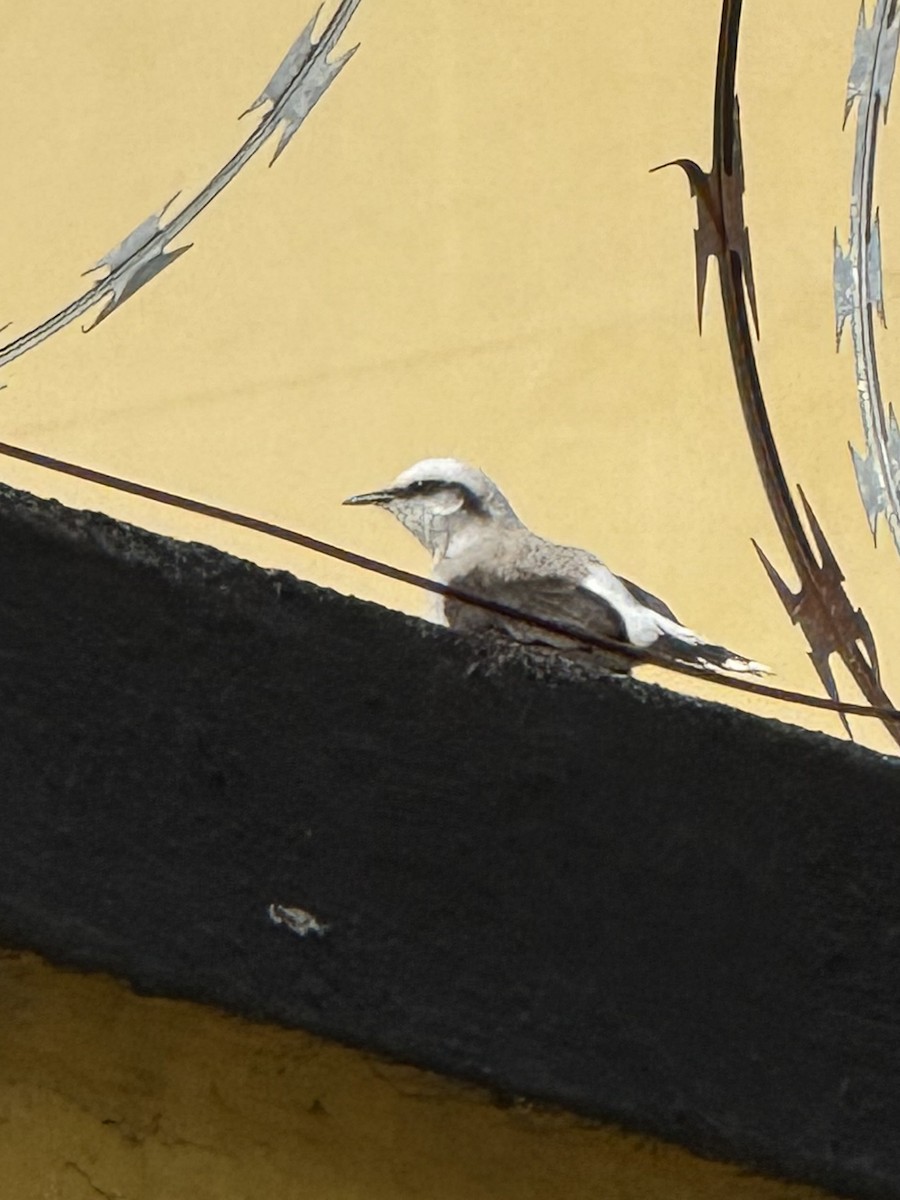 Masked Water-Tyrant - ML640288098