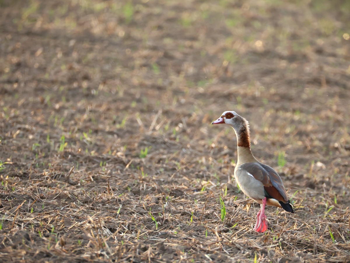 Egyptian Goose - ML640288158