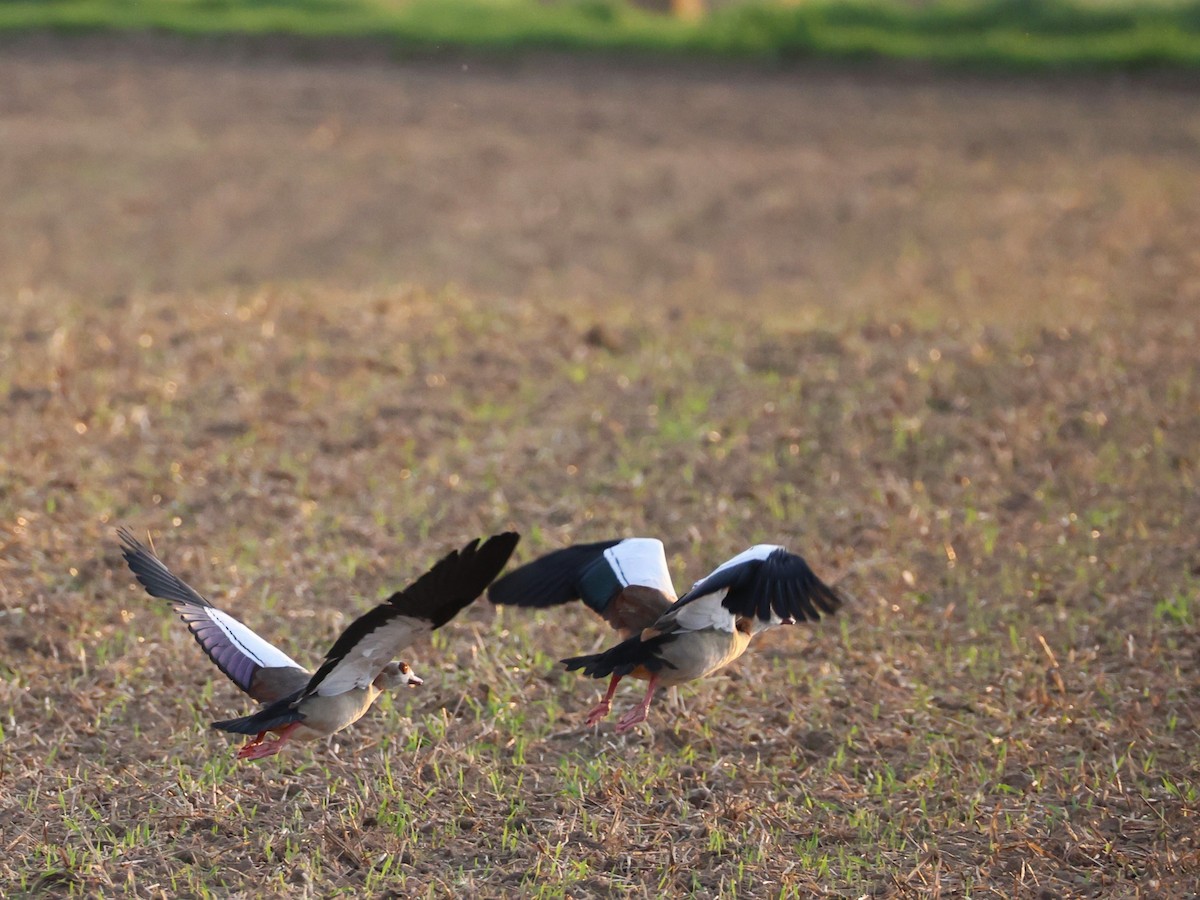 Egyptian Goose - ML640288167