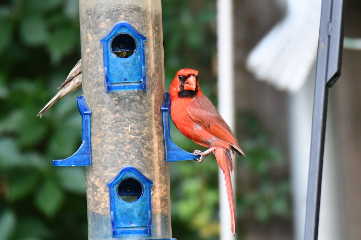 Cardinal rouge - ML640288220