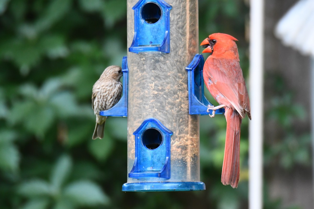 Cardinal rouge - ML640288222