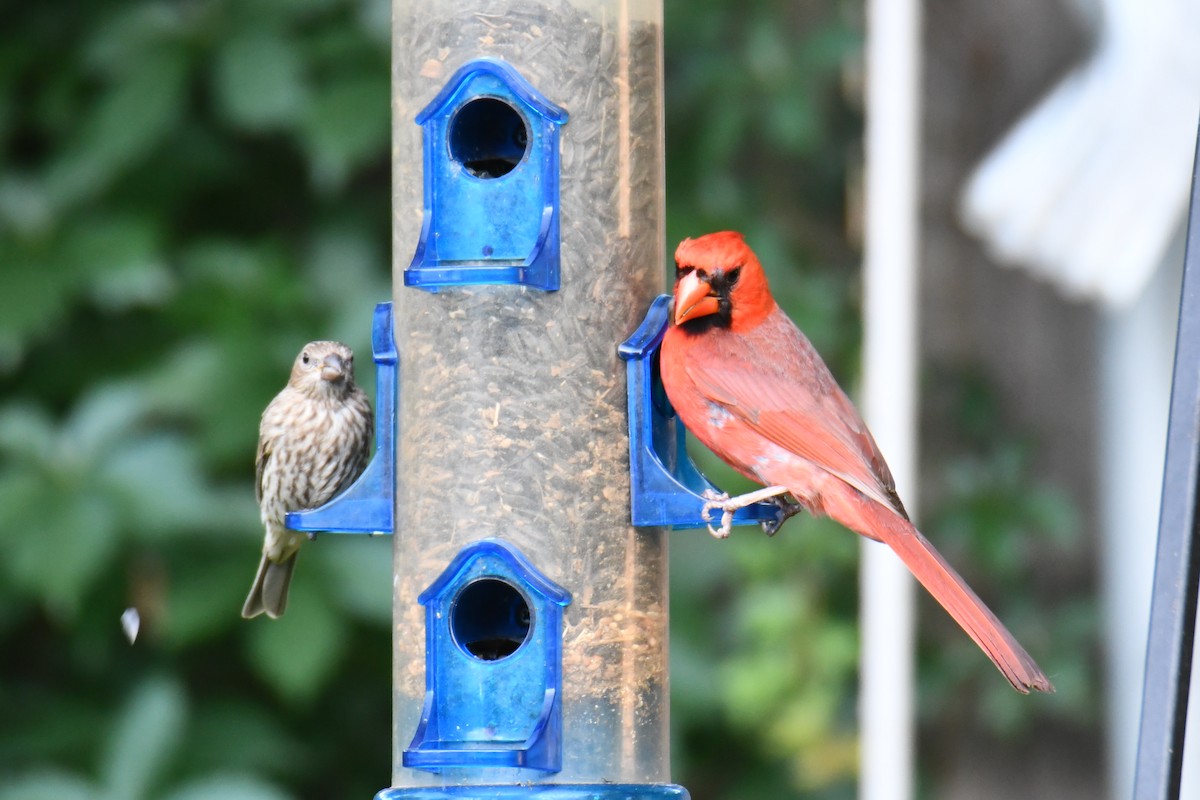 Cardinal rouge - ML640288223
