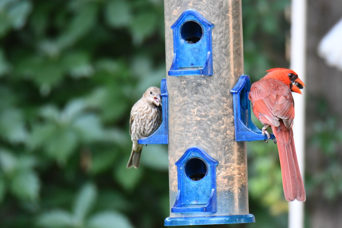 Cardinal rouge - ML640288224