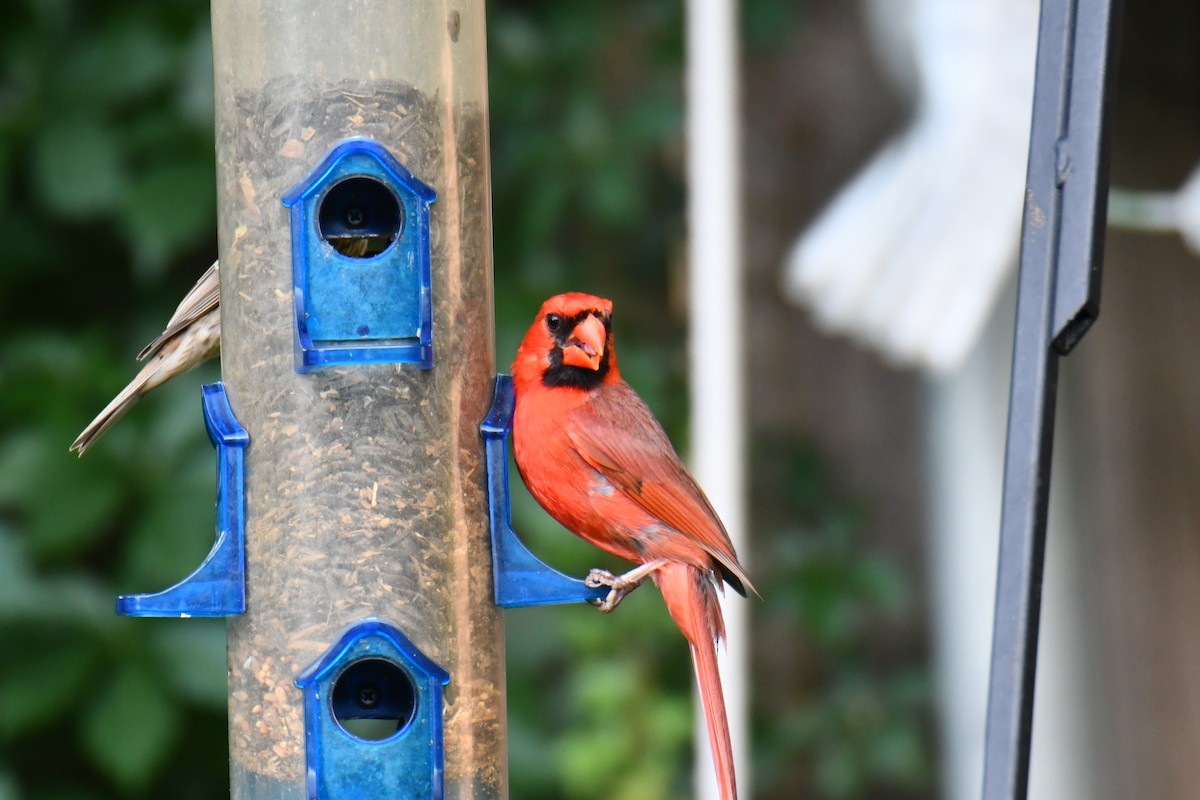 Cardinal rouge - ML640288225