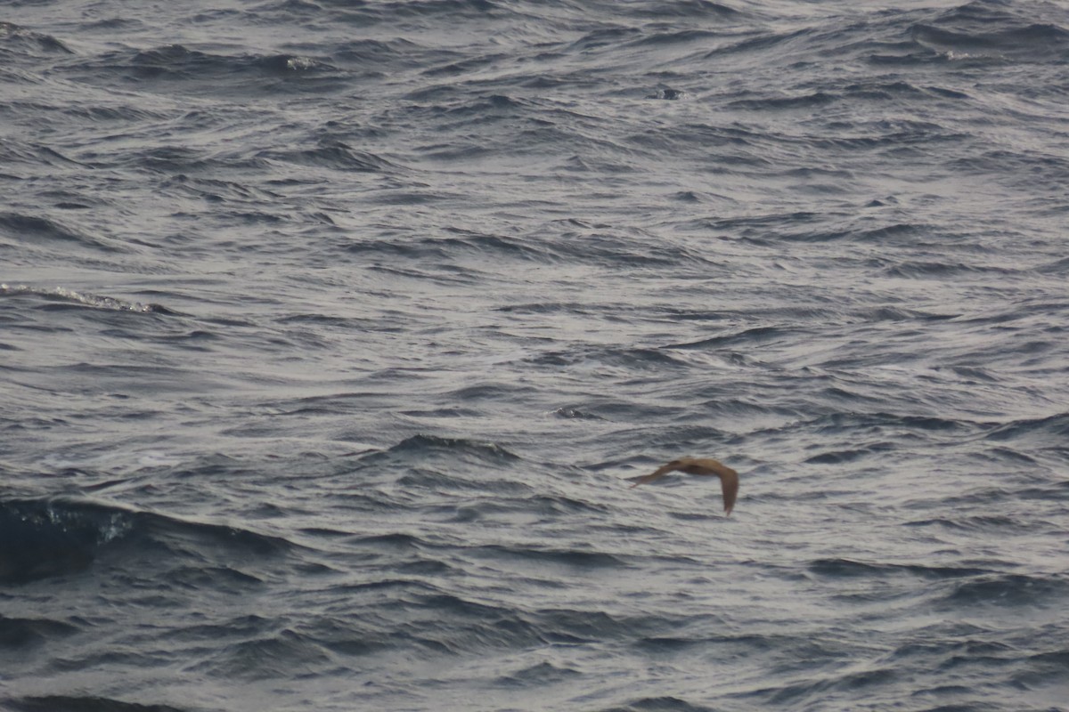 Brown Noddy - ML640288268