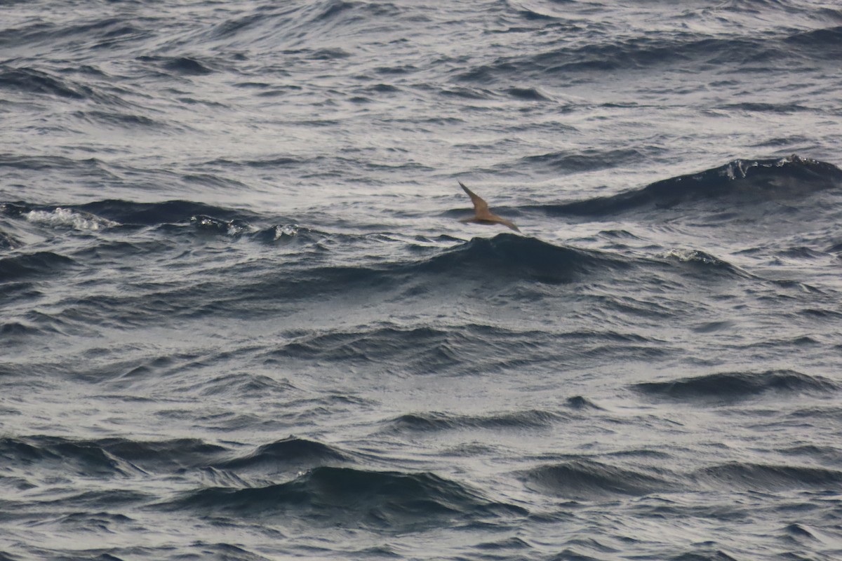 Brown Noddy - ML640288269