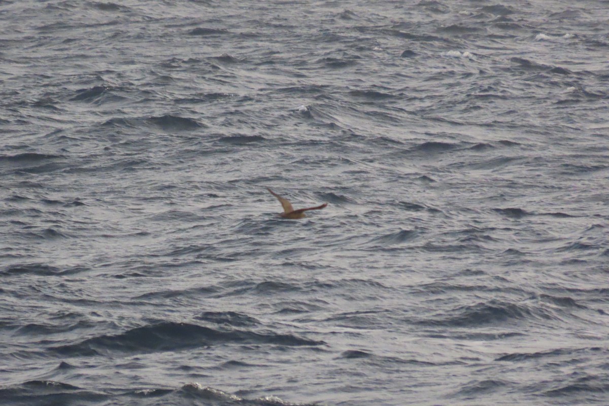 Brown Noddy - ML640288270