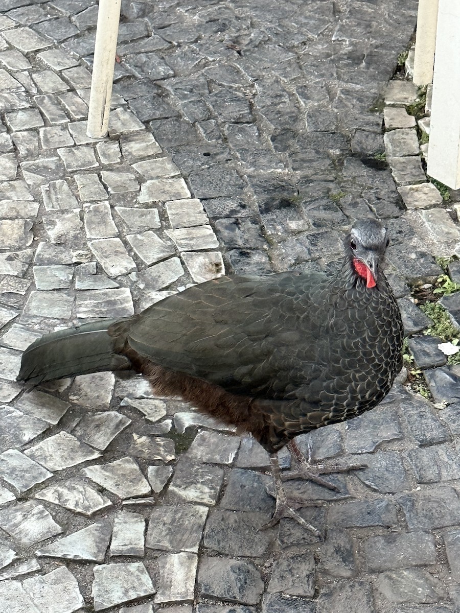 Rusty-margined Guan - ML640288302