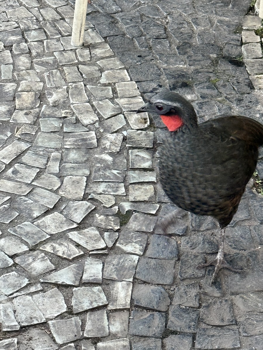 Rusty-margined Guan - ML640288303