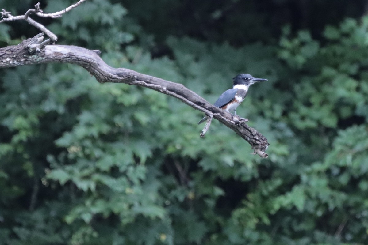 Belted Kingfisher - ML640288365