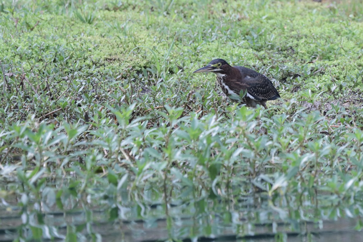 Green Heron - ML640288369