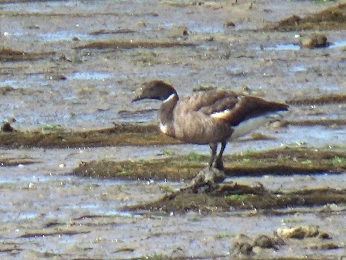 Brant - ML640288370