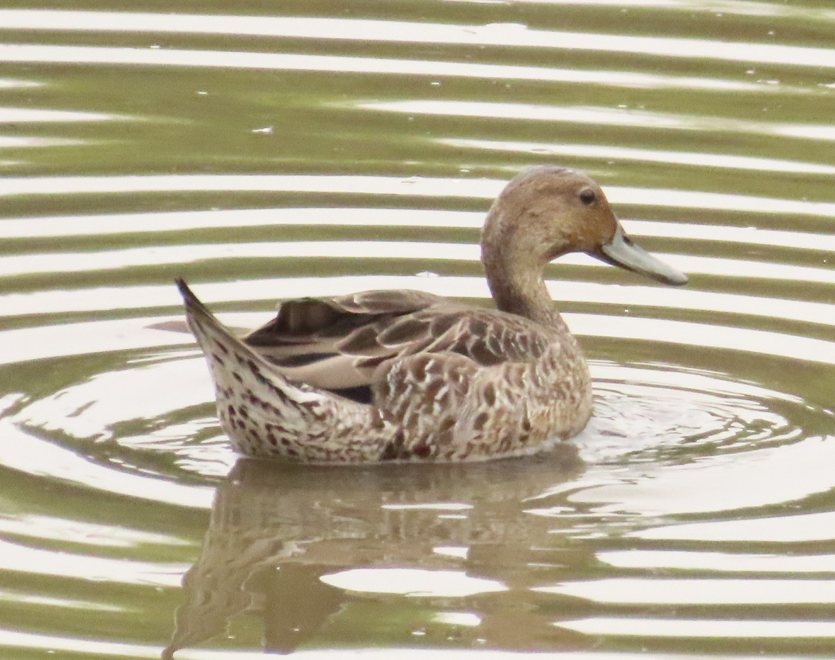 stjertand - ML640288415