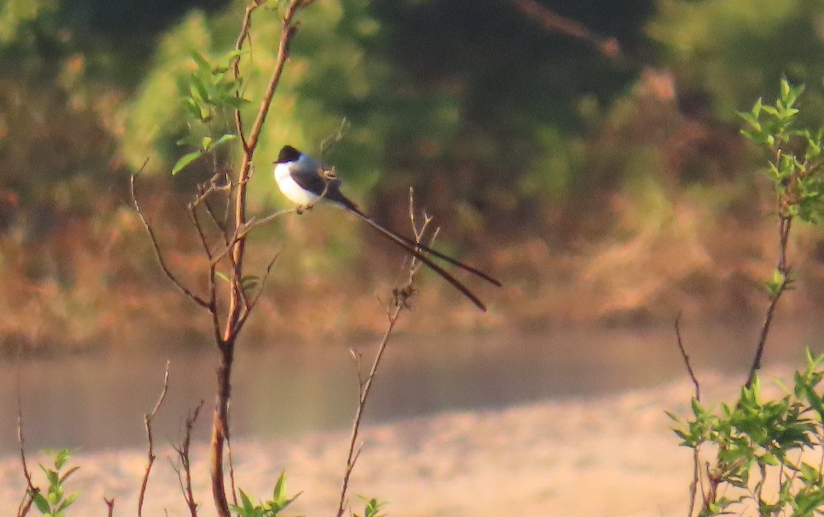 Fork-tailed Flycatcher - ML640288442