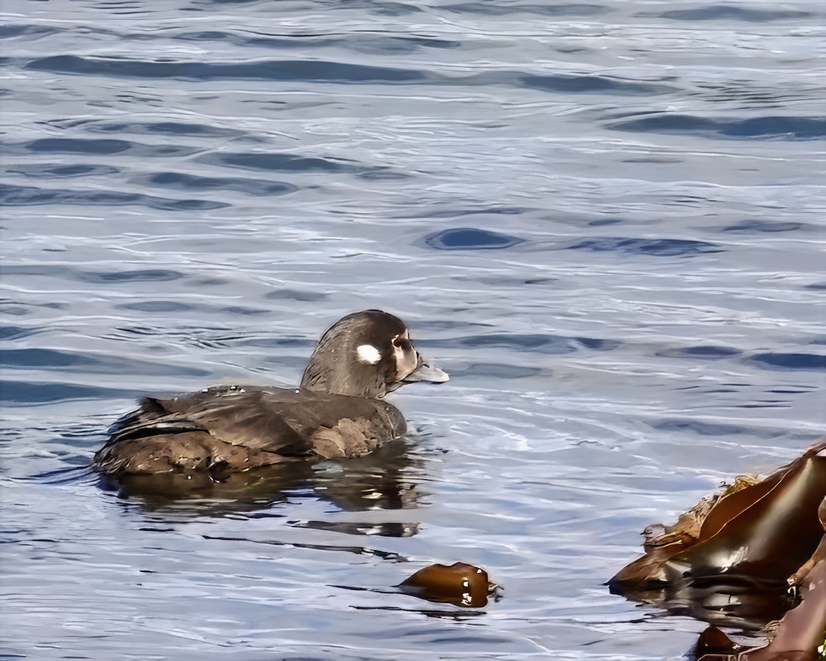 Harlequin Duck - ML640288451
