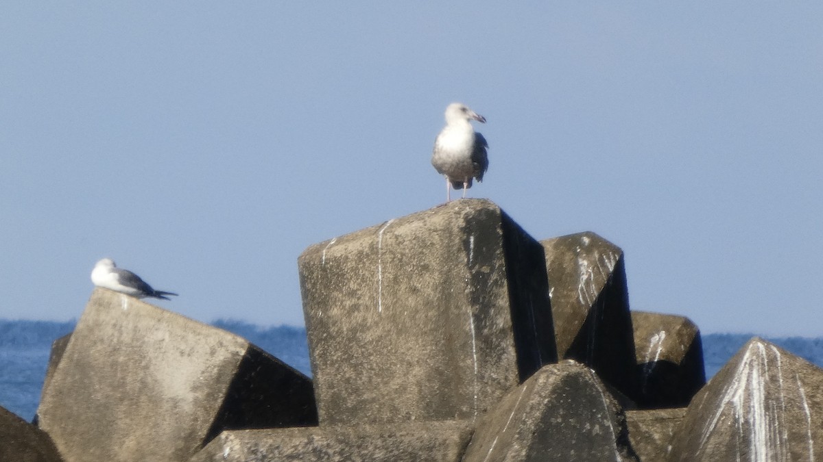 Black-tailed Gull - ML640288453