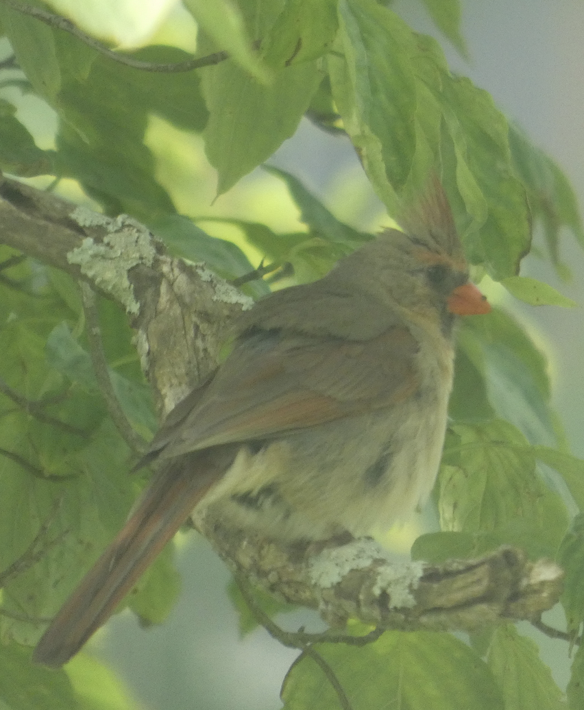 Cardinal rouge - ML640288459