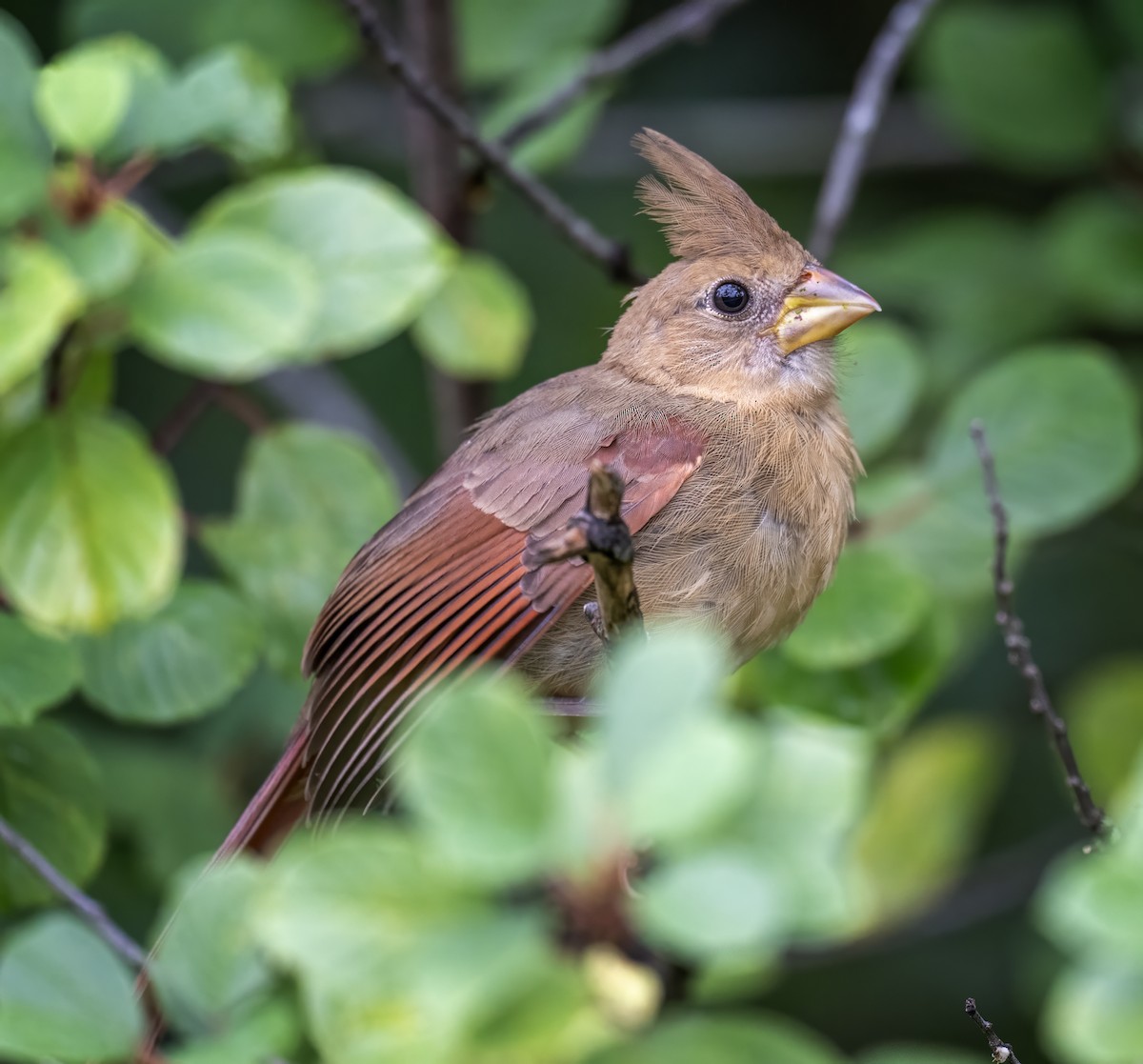 Cardinal rouge - ML640288482