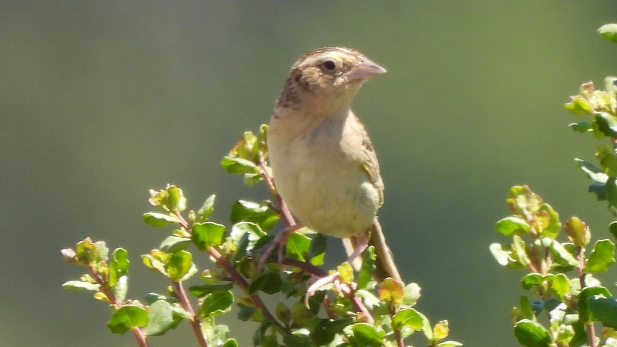 Grasshopper Sparrow - ML640288552