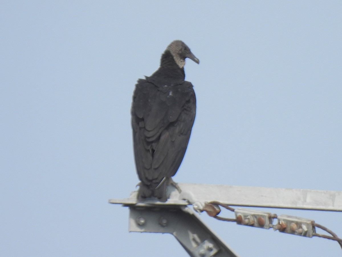 Black Vulture - ML640288563