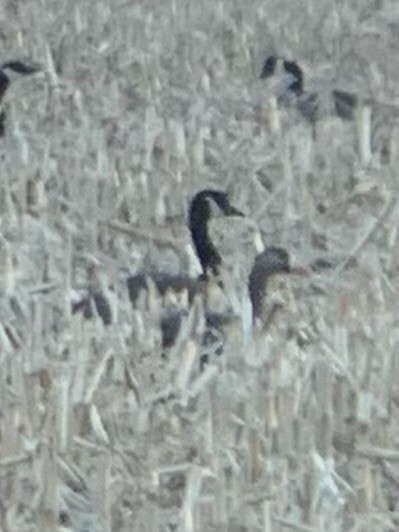 Greater White-fronted Goose - ML640288603