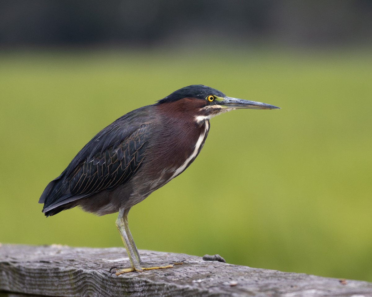 Green Heron - ML640288652