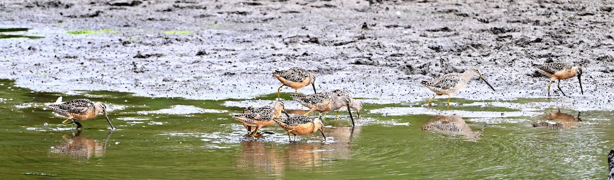 langnebbekkasinsnipe - ML640288658