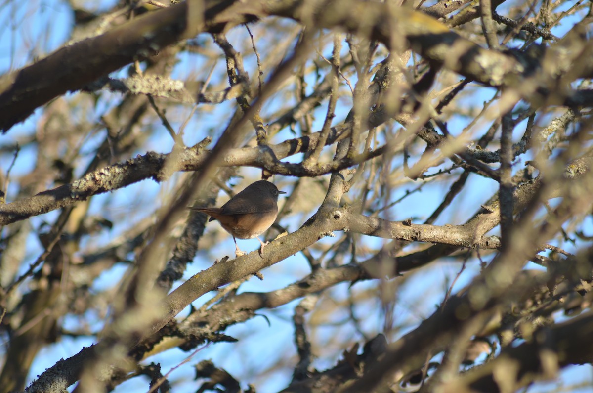 Southern House Wren - ML640288726