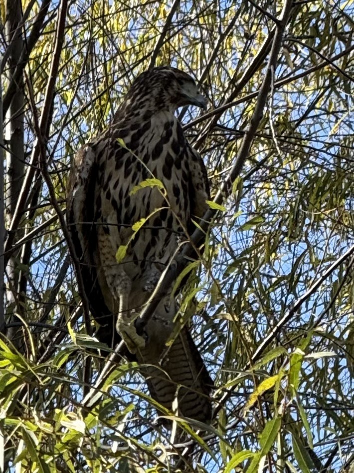 Harris's Hawk (Bay-winged) - ML640288745