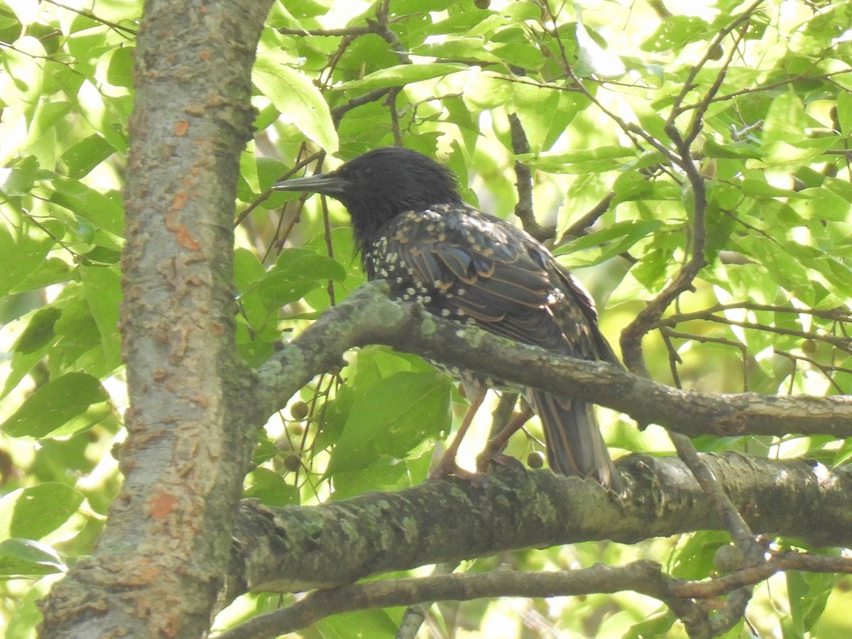 歐洲椋鳥 - ML640288765