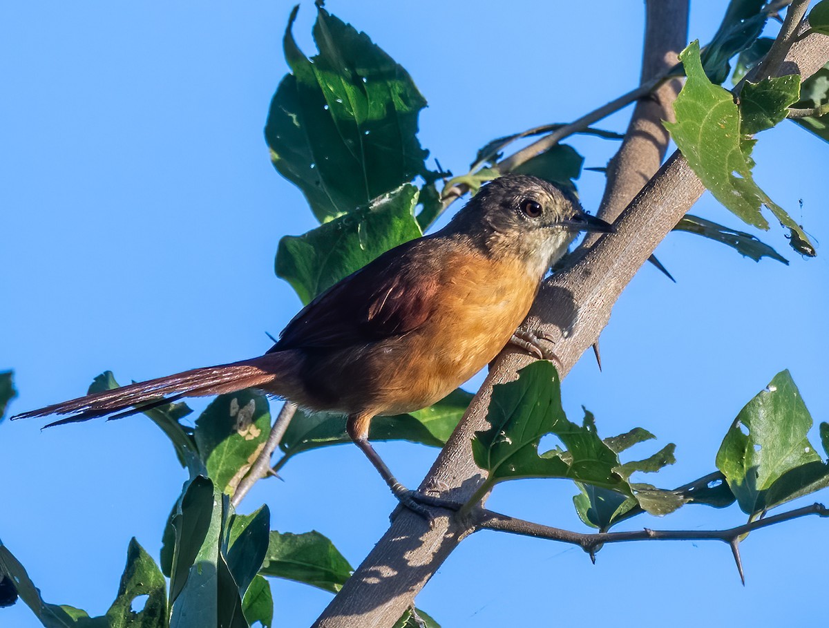White-lored Spinetail - ML640288813