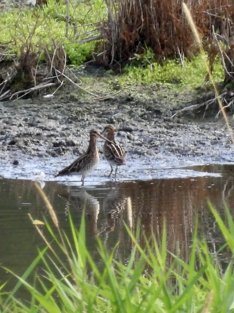 Wilson's Snipe - ML640288890