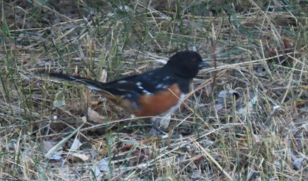 Spotted Towhee - ML640288891