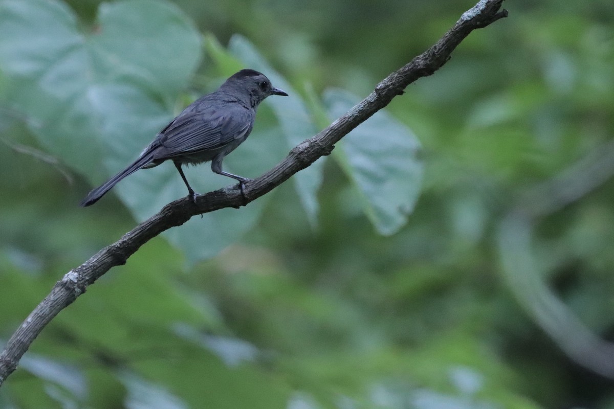 Miaulari grisa - ML640288892