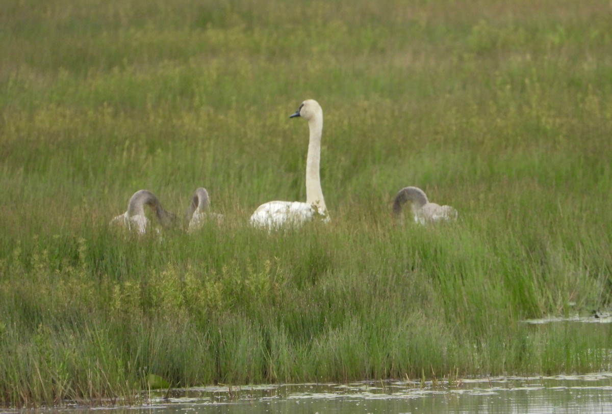 Trumpeter Swan - ML640288894
