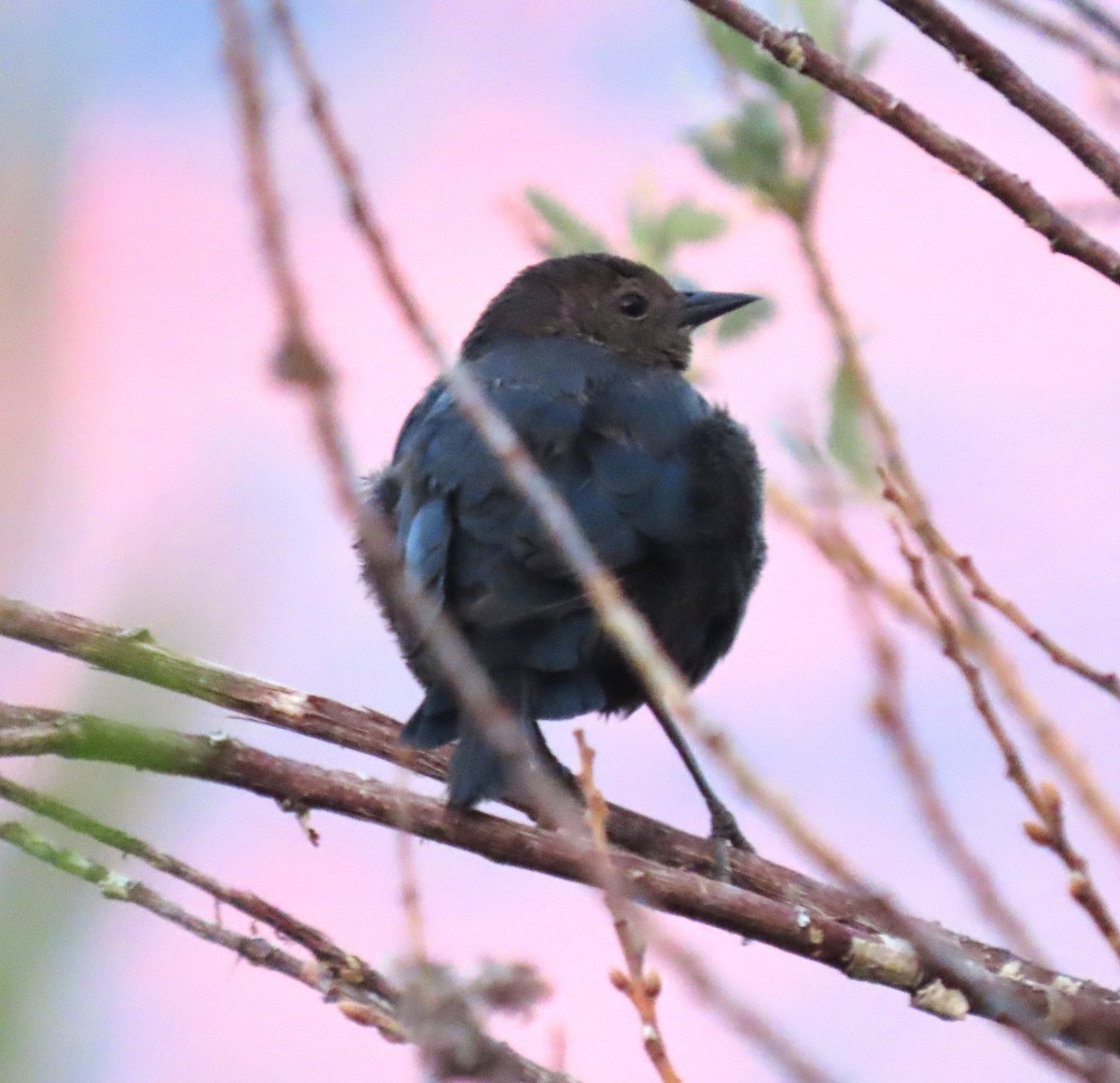 Brewer's Blackbird - ML640288899