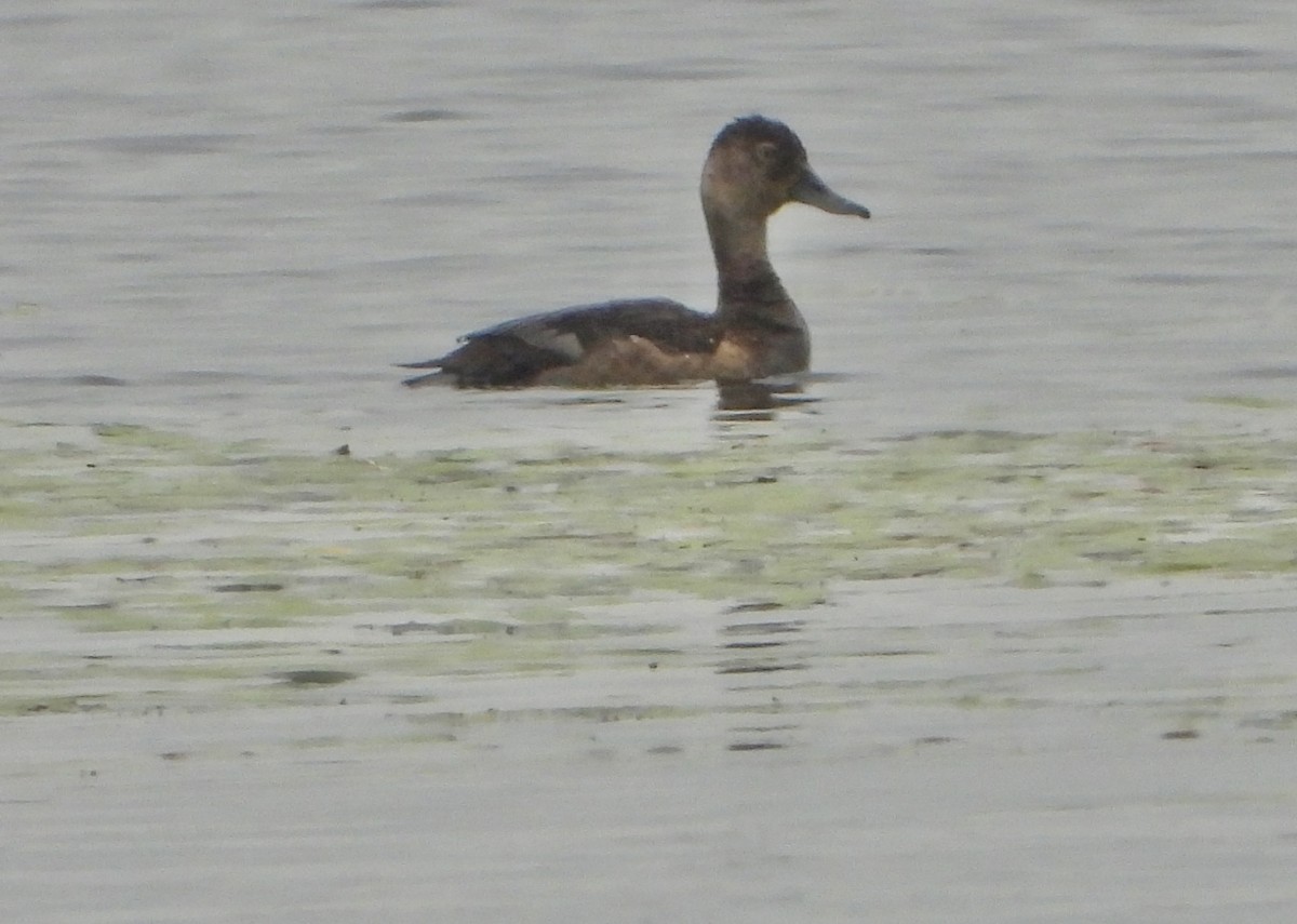 Ring-necked Duck - ML640288913
