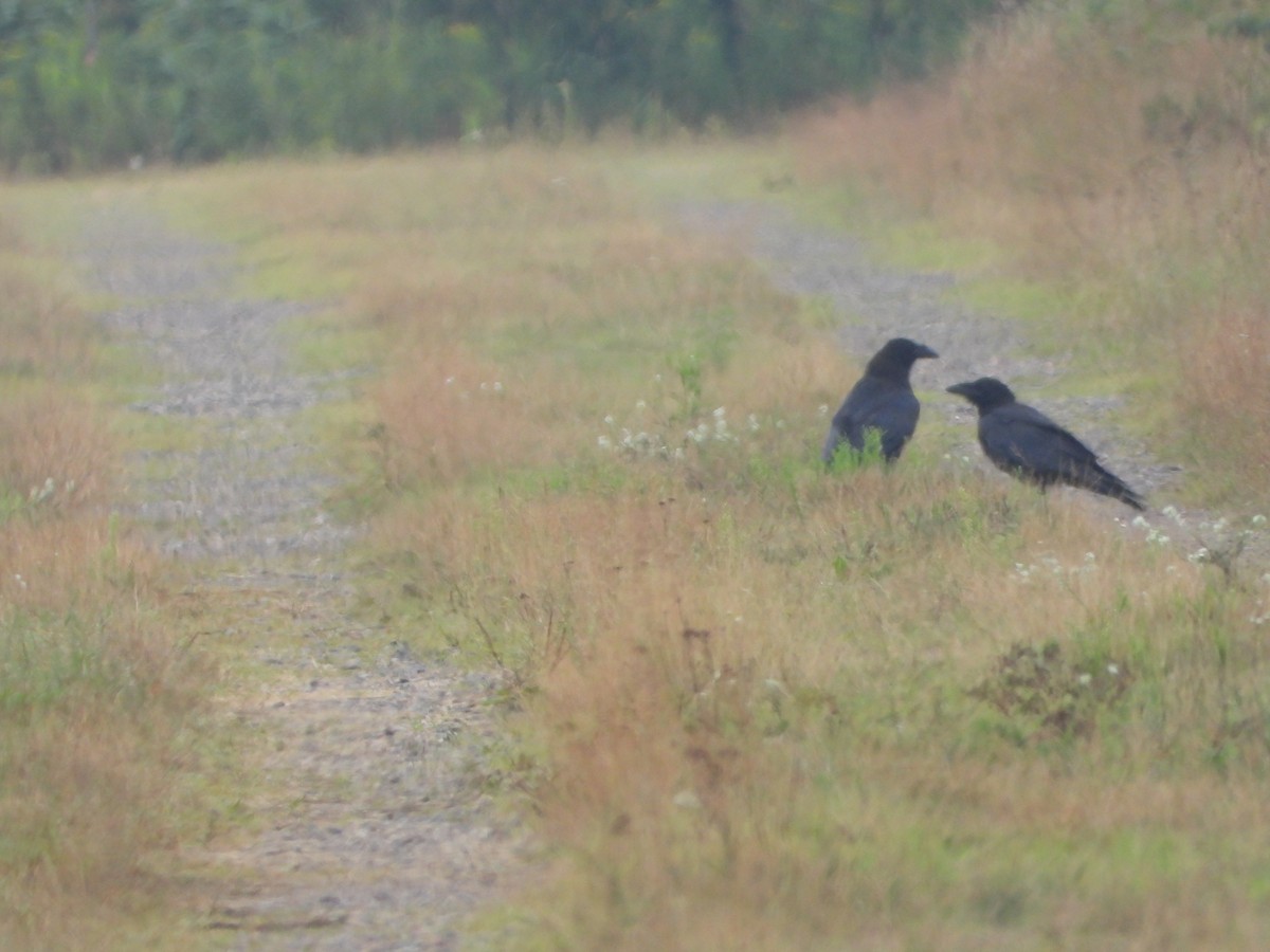 Common Raven - ML640288953